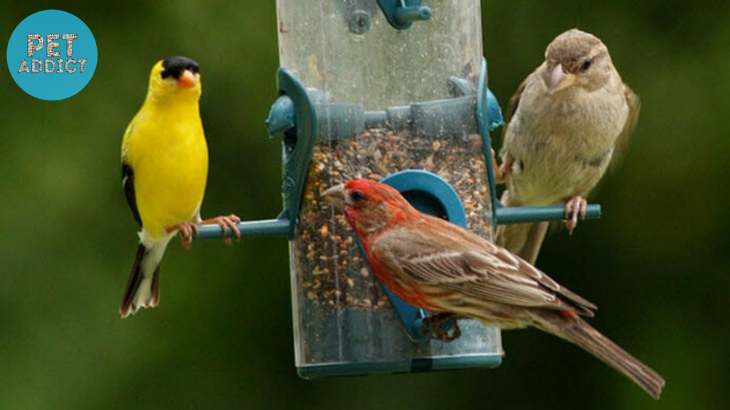 Observing Bird Behavior