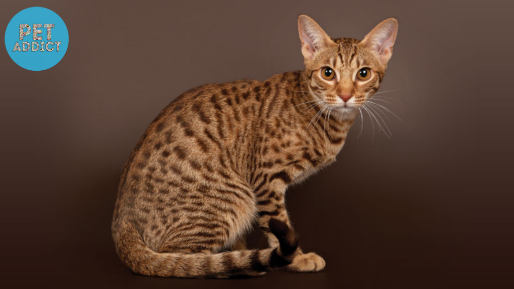 Ocicat  brown cat