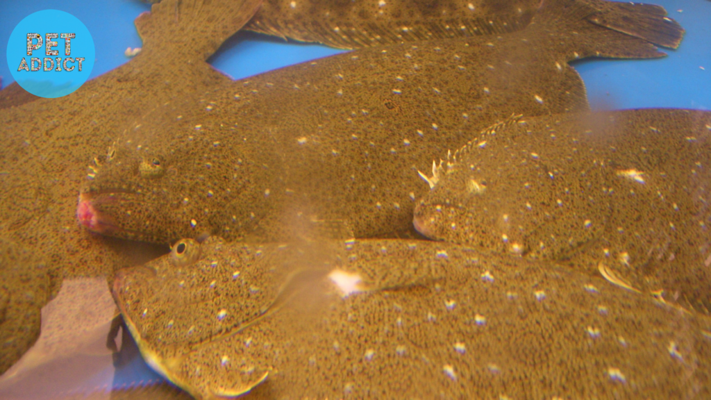 Olive Flounder (Paralichthys olivaceus)