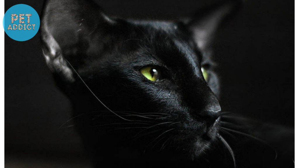 Oriental Shorthair black cat green eyes
