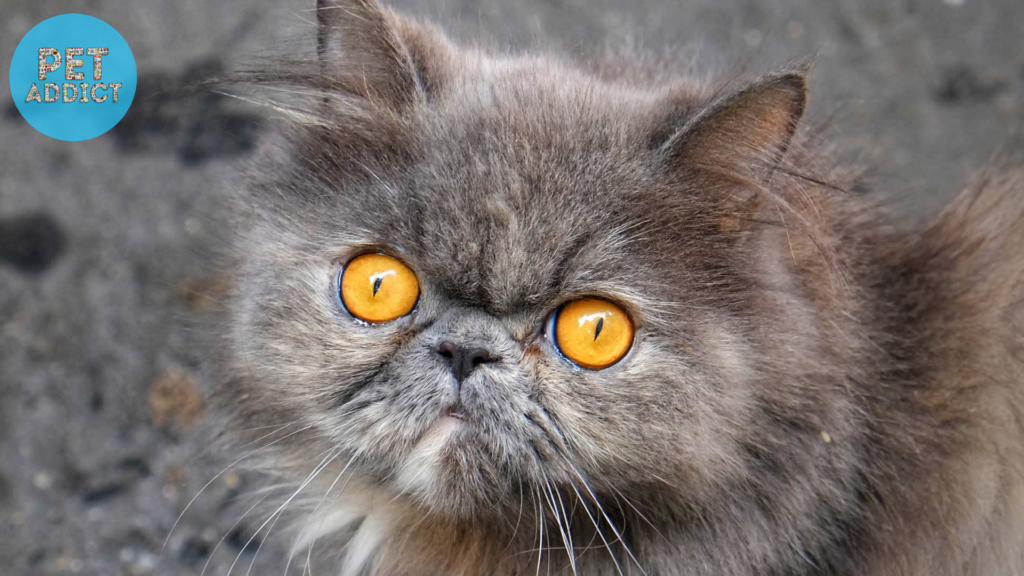Persian Cats  cat big eyes