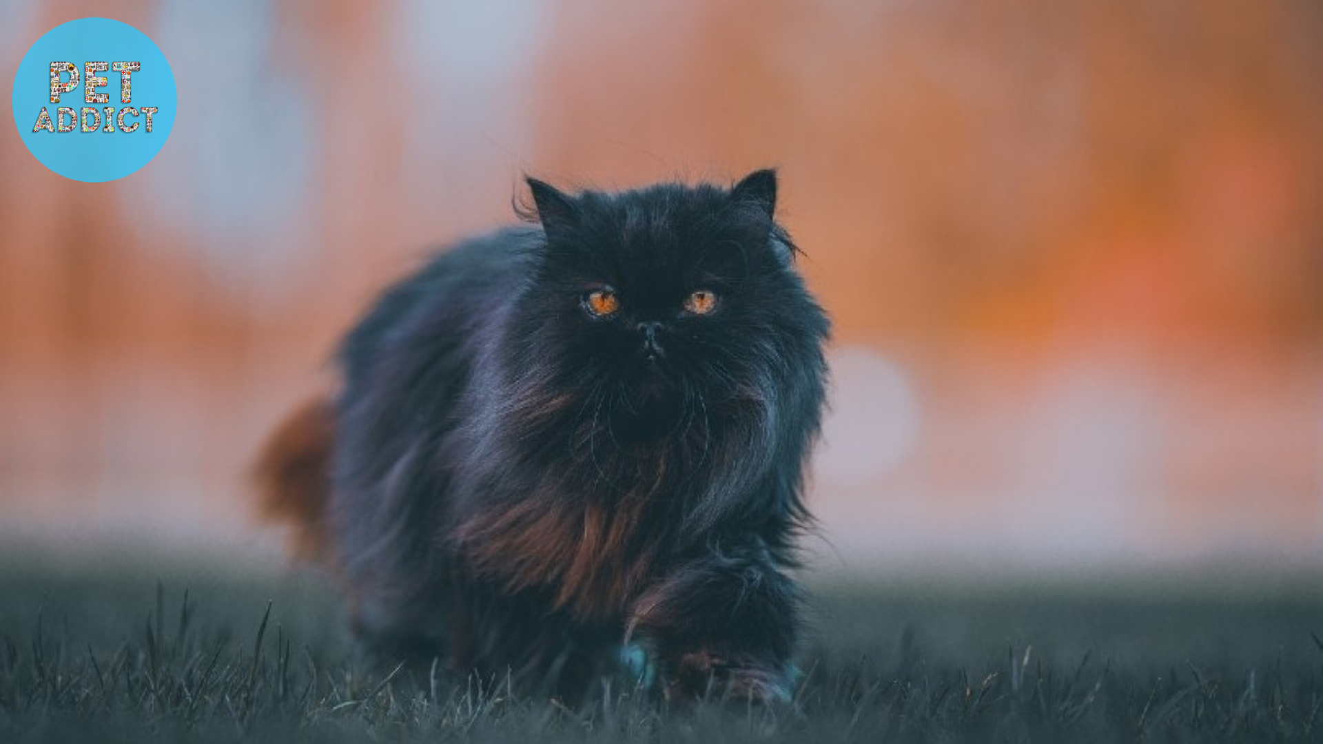 Persian fluffy black cat