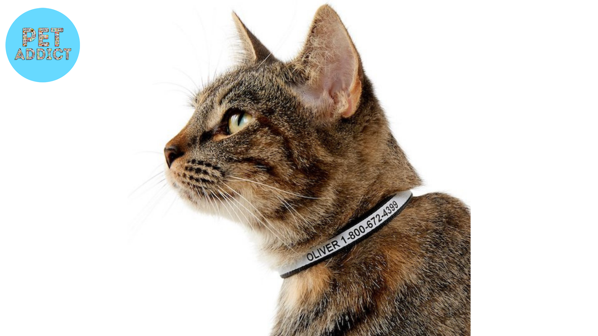 Personalized ID Collars