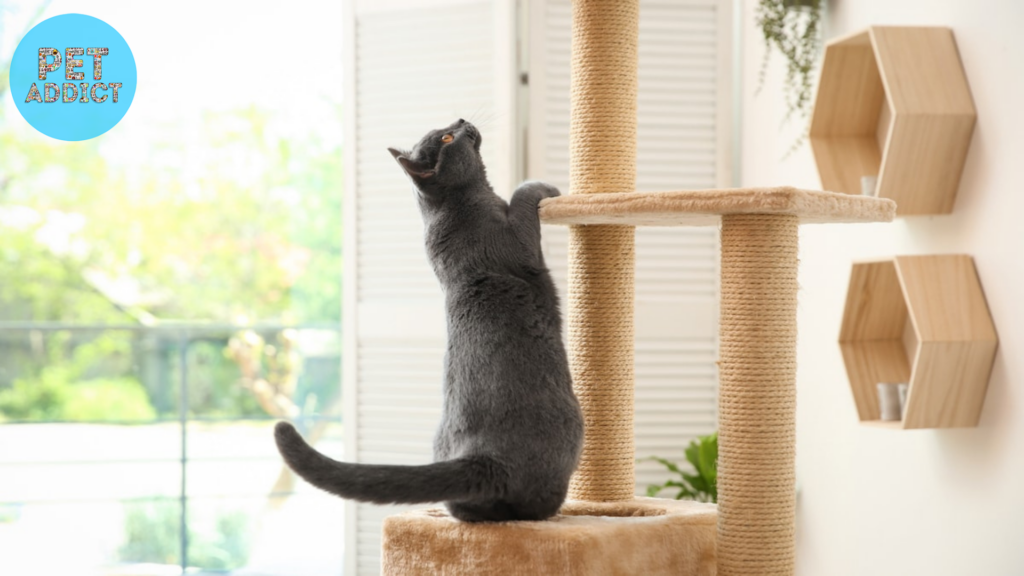 Placing Your Cat Tree Strategically
