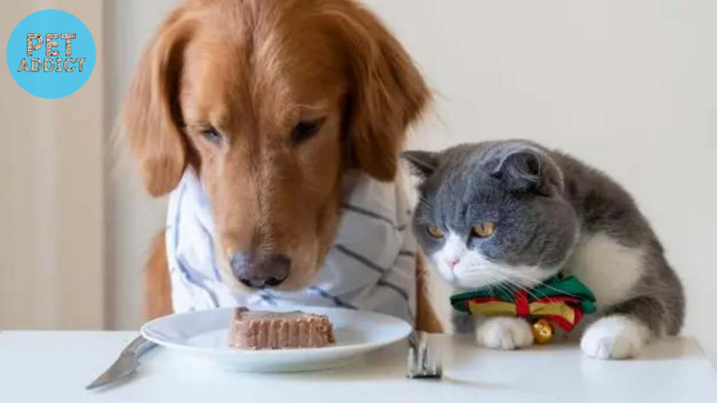 Potential Risks of Feeding Cat Food to Dogs
