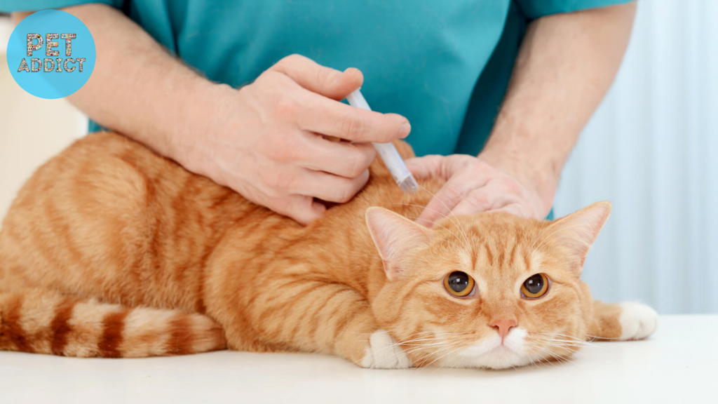 fvrcp vaccine cat Potential Side Effects