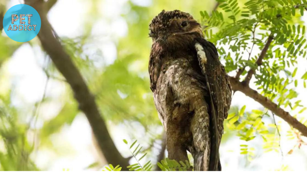 Potoo Bird in Folklore and Culture
