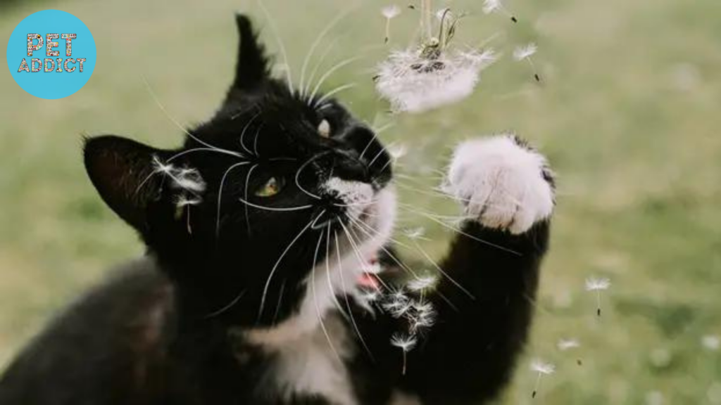Preventing Cat Sneezing