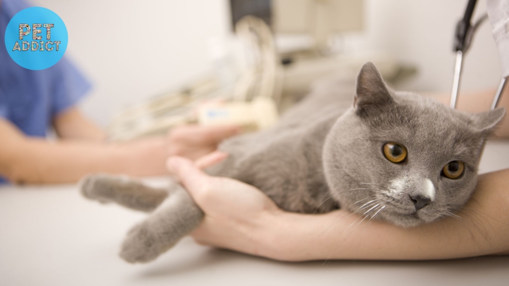 Preventive Care for Cat Anal Glands