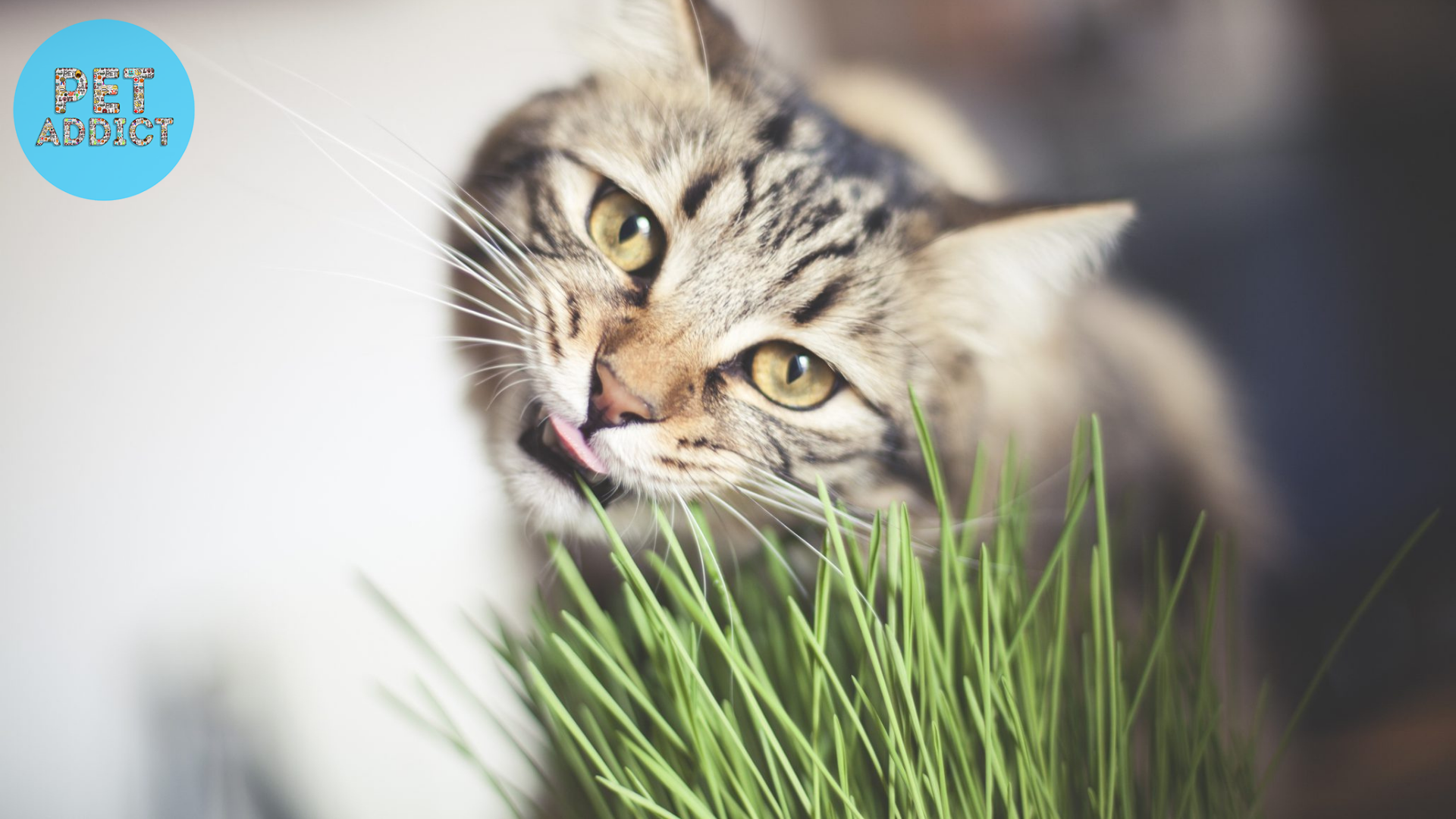 Ready-to-Use Cat Grass Products