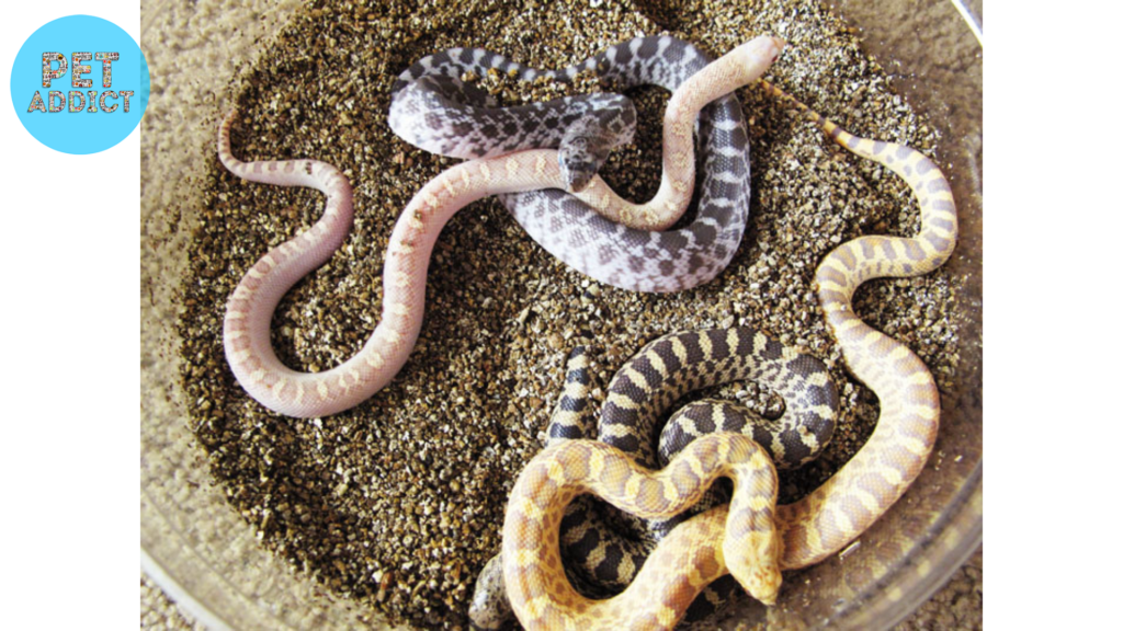 Selecting Your Gopher Snake