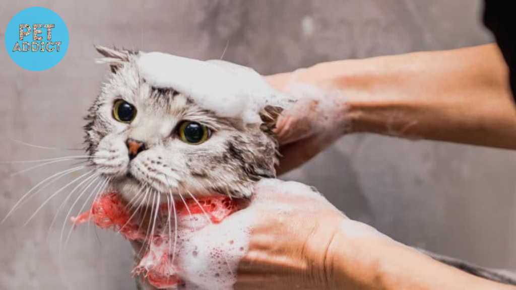 Selecting the Perfect Cat Shampoo