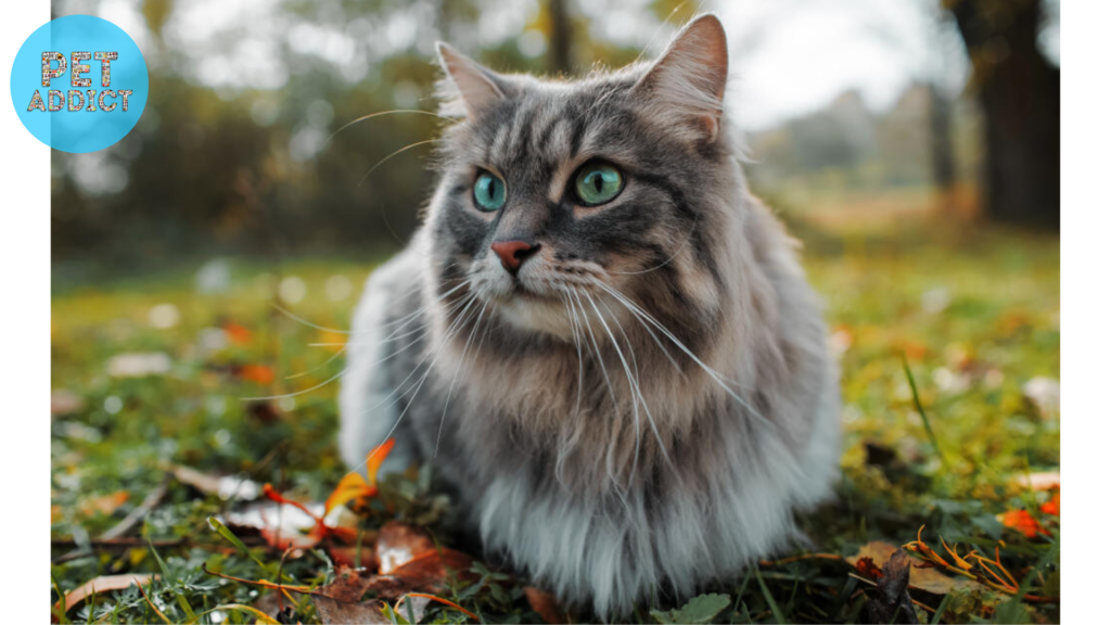 Siberian hypoallergenic cat breeds