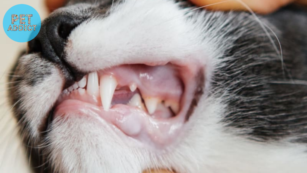 Signs of Dental Problems in Cats brush cat teeth