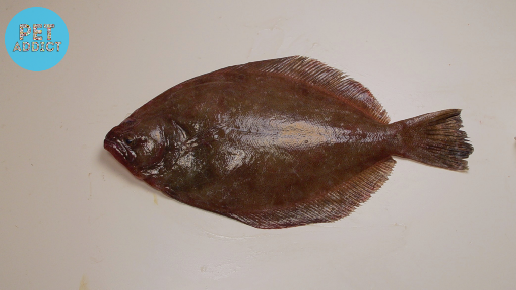 Southern Flounder (Paralichthys lethostigma)