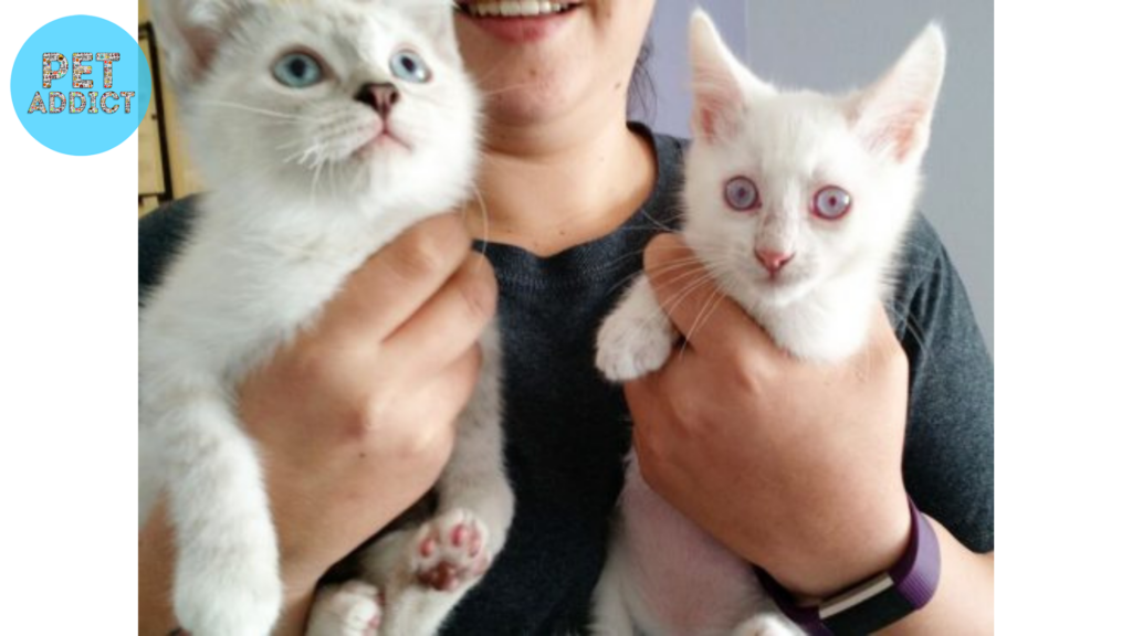 The Allure of Albino Cats as Pets