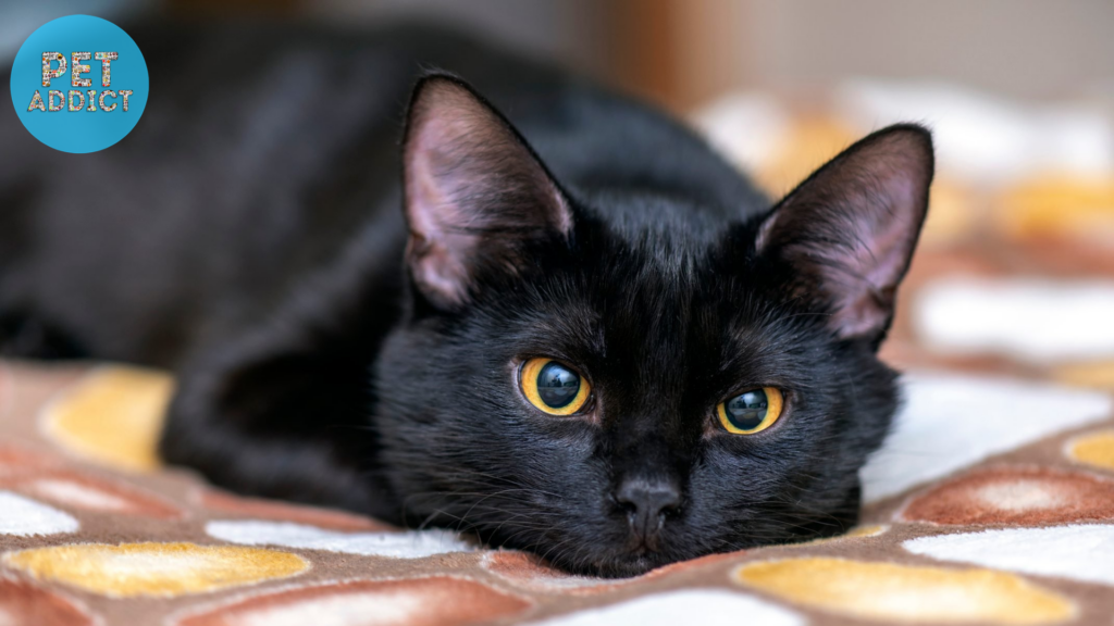 black cat breeds The American Shorthair