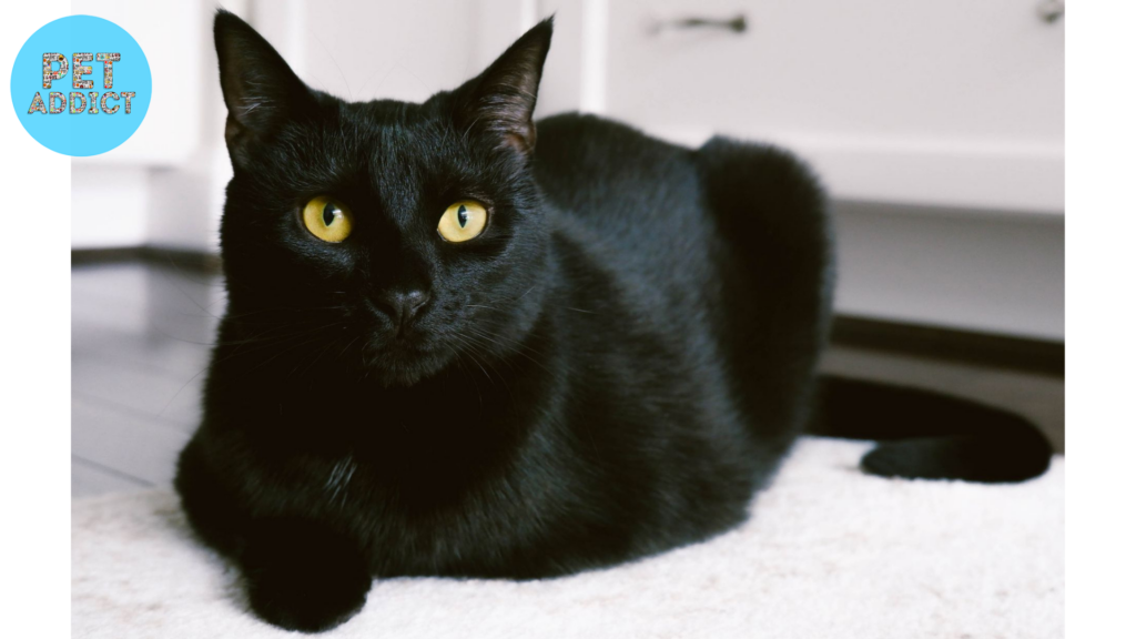 The Bombay Cat black cat breeds