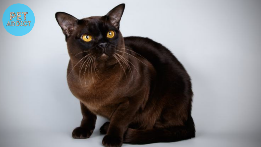 The Burmese black cat breeds