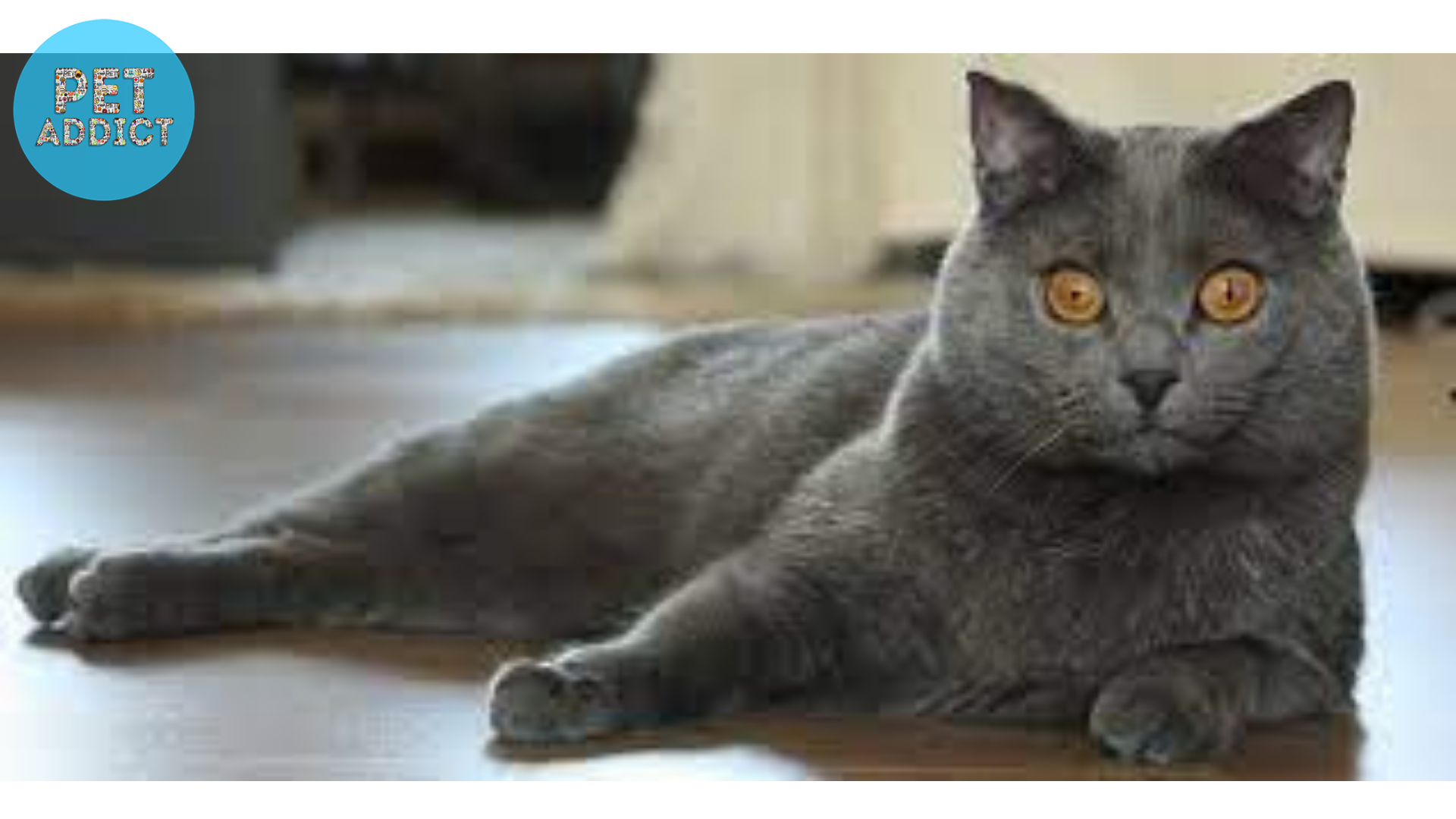 The Chartreux