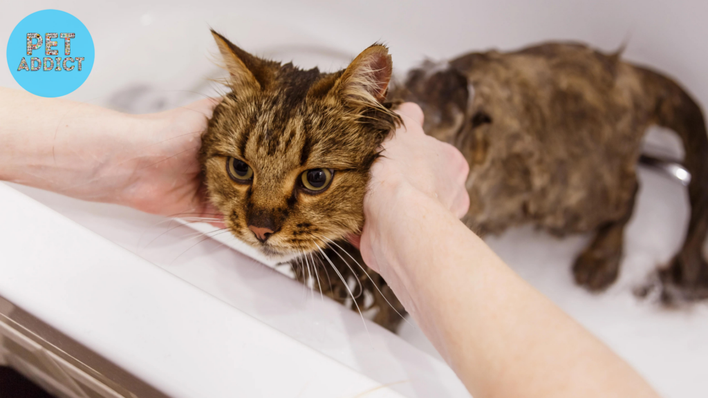 The Importance of Cat Shampoo