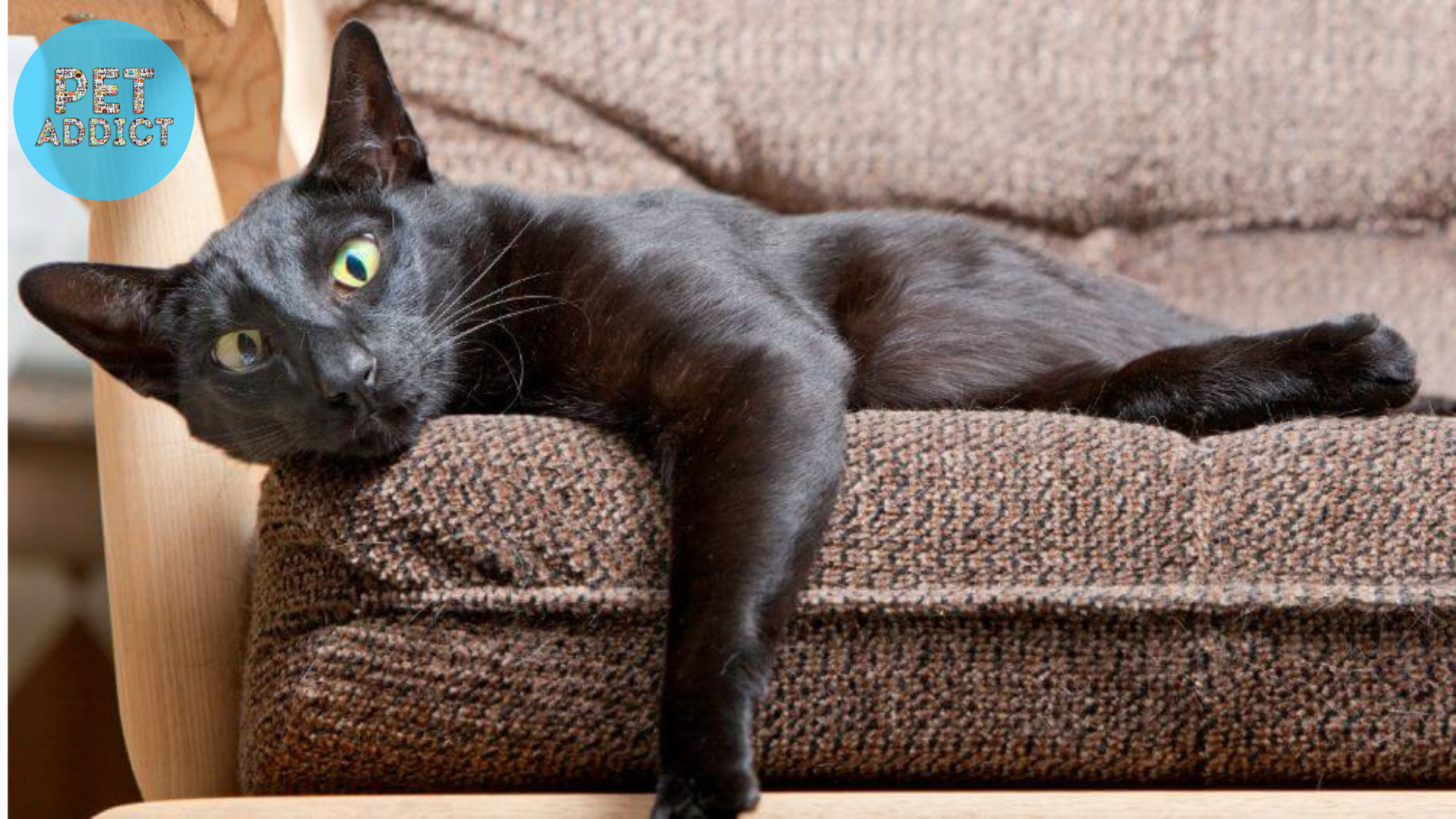 black cat breeds The Oriental Shorthair
