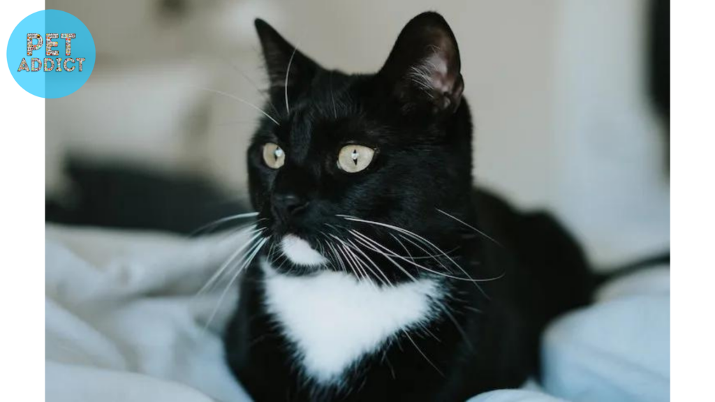 Tuxedo Cat black and white cat
