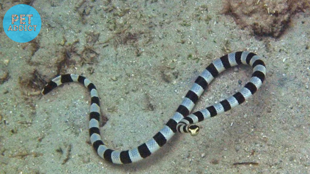 Twin-Striped Sea Snake
