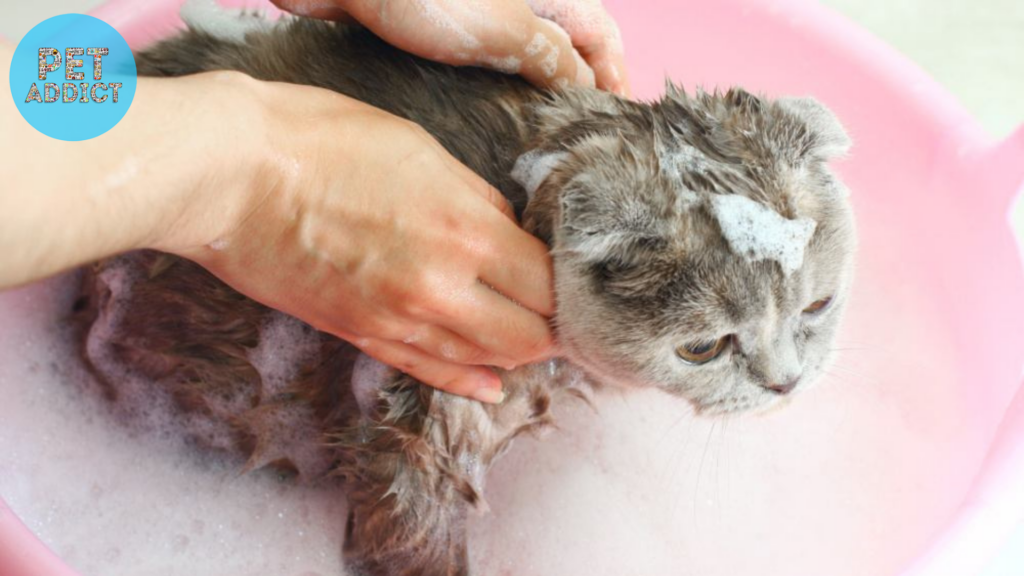 Types of Cat Shampoos Available