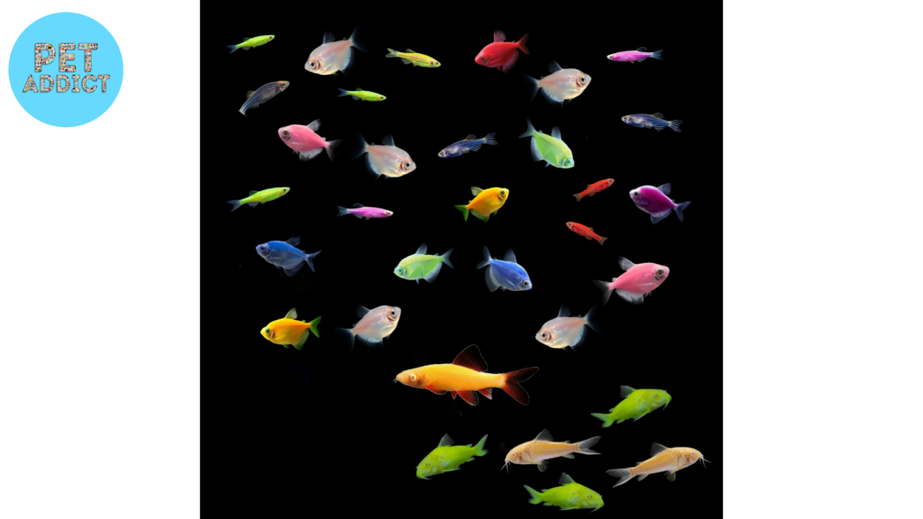 Types of GloFish