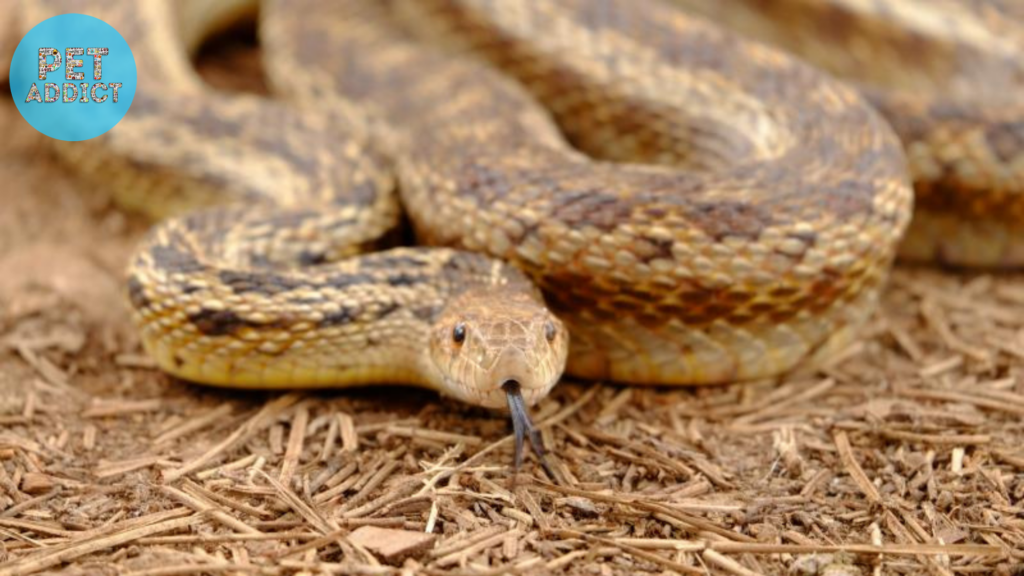 Understanding Gopher Snakes