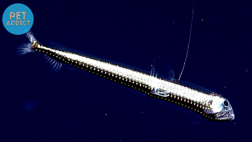 Viperfish (Chauliodus spp