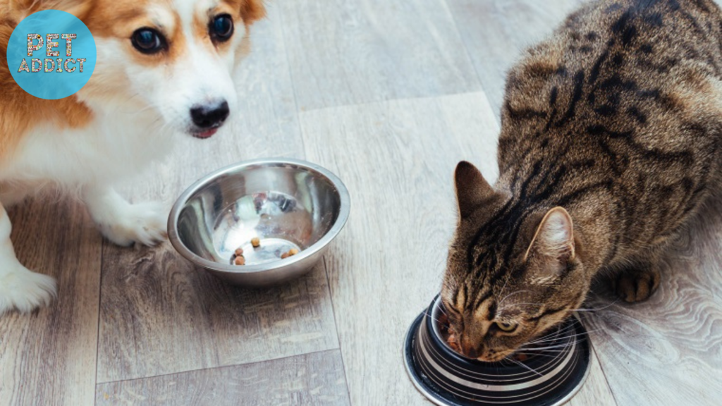 Why Cat Food May Not Be Ideal for Dogs