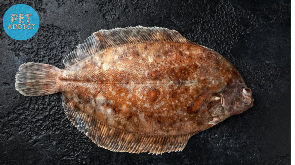 Winter Flounder (Pseudopleuronectes americanus)