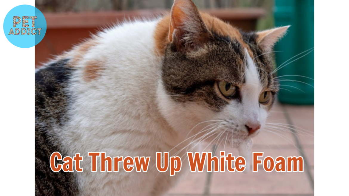 Cat Threw Up White Foam – Understanding and How to Respond