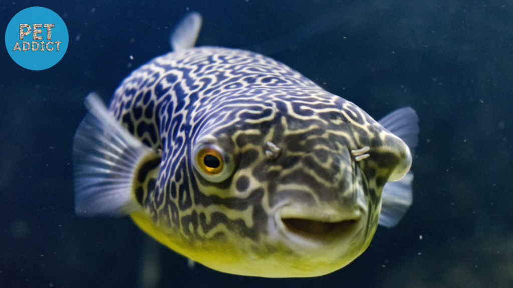 freshwater puffer fish