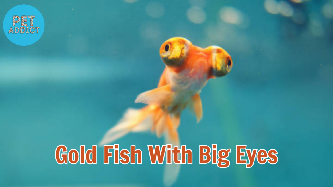 Gold fish with Big Eyes Breeds: Unveiling the Aquatic Marvels