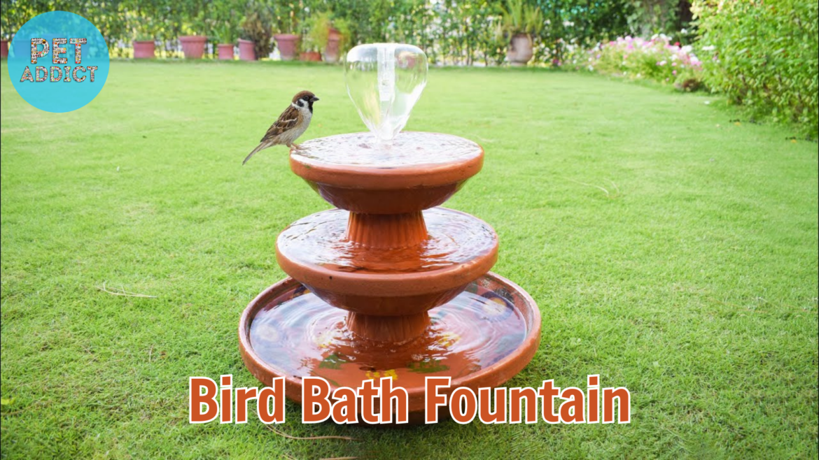 Exploring the Enchantment of Bird Bath Fountain