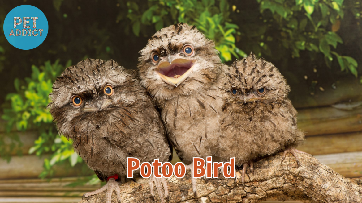 All You Need to Know About the Fascinating Potoo Bird