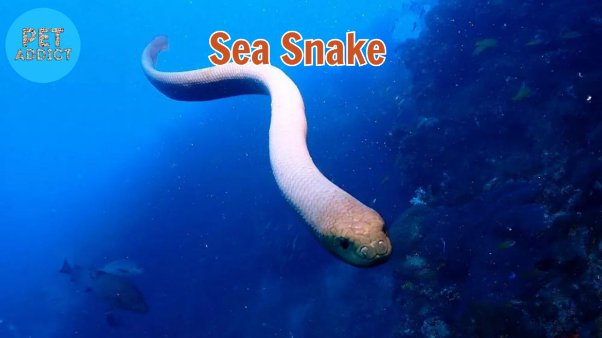 Sea Snake : 5 Unique Sea Snake Breeds