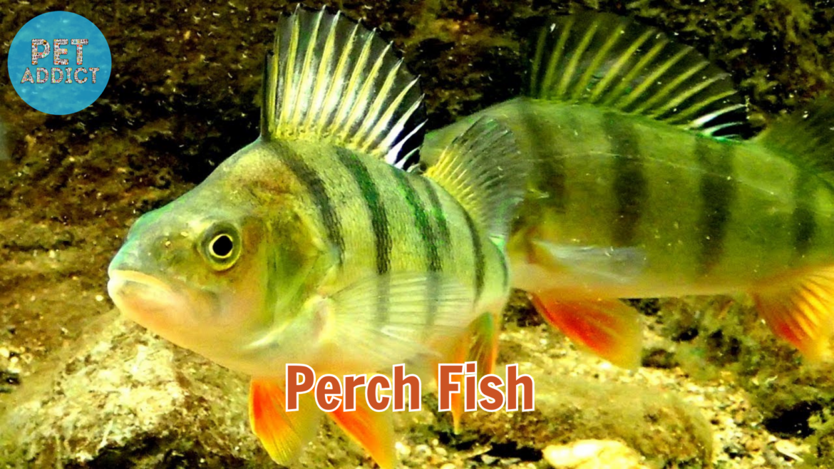 Perch Fish in Aquarium: A Comprehensive Guide to Keeping Perch