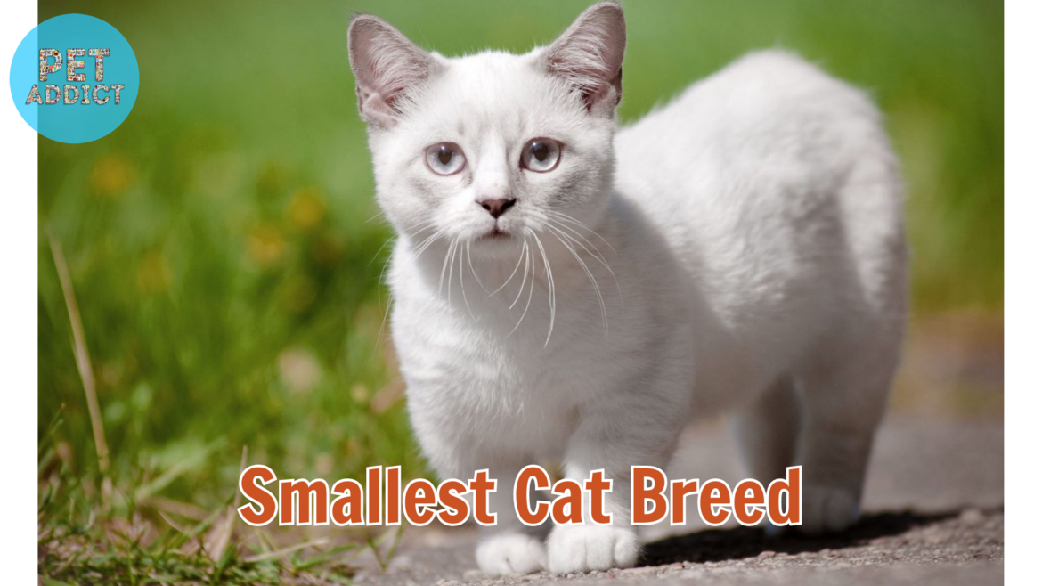 Exploring the World of the Smallest Cat Breed