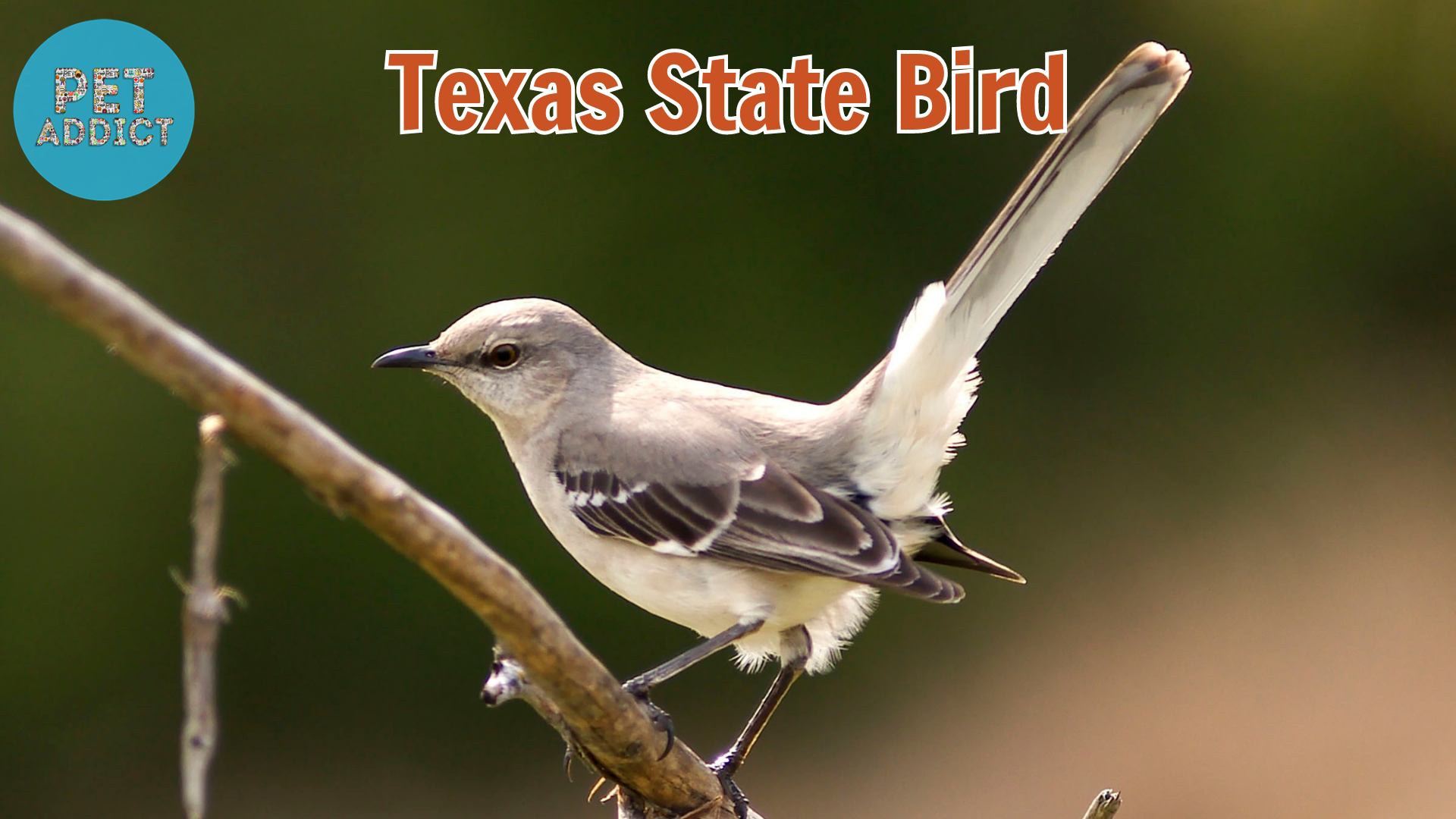 Texas State Bird: The Northern Mockingbird