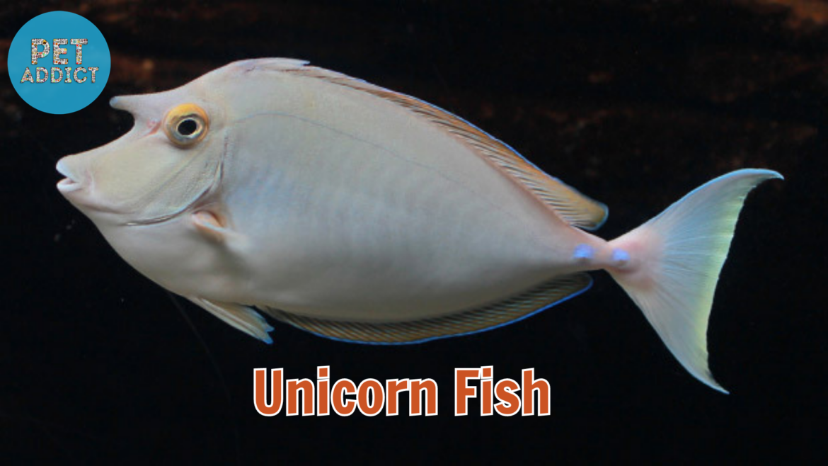 Unicorn Fish: The Mystical Wonders of the Underwater Realm