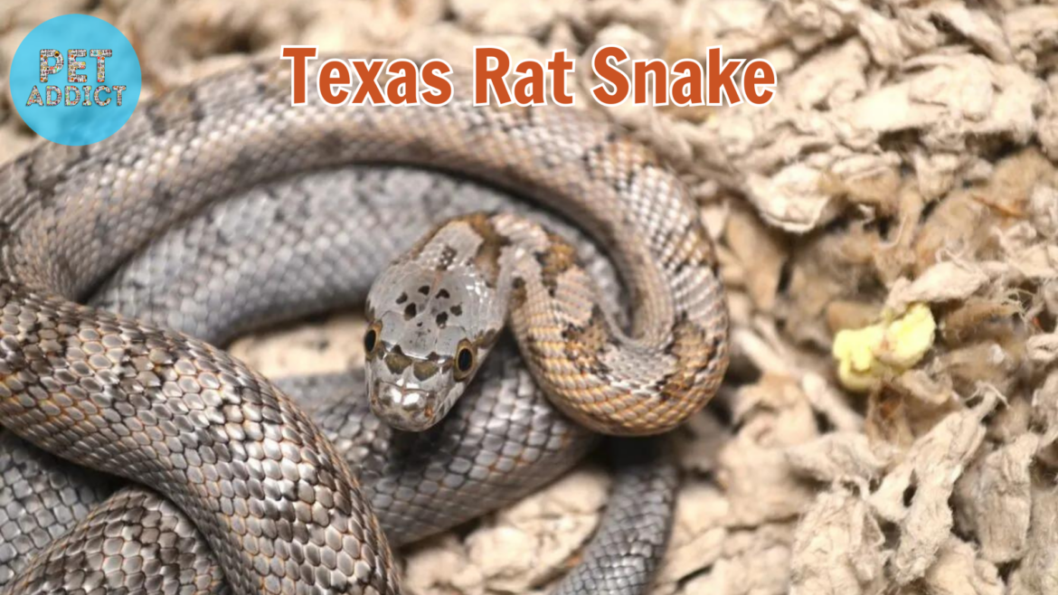 All Information You Need to Know About Texas Rat Snake