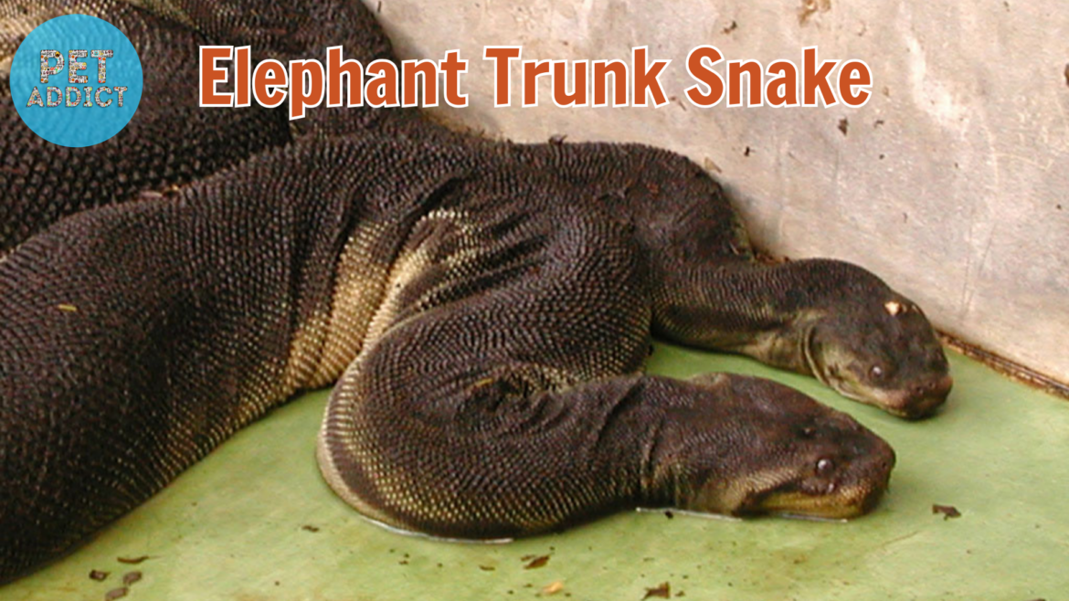 All About the Elephant Trunk Snake: Nature’s Fascinating Serpent