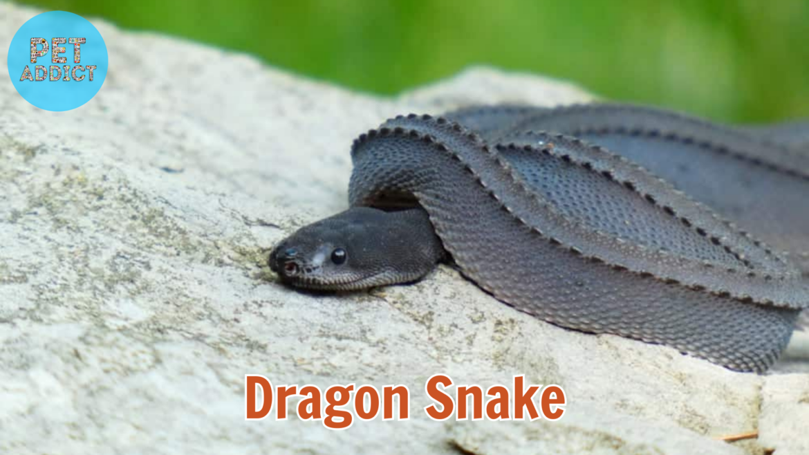 The Dragon Snake: A Mysterious Marvel of the Reptile World