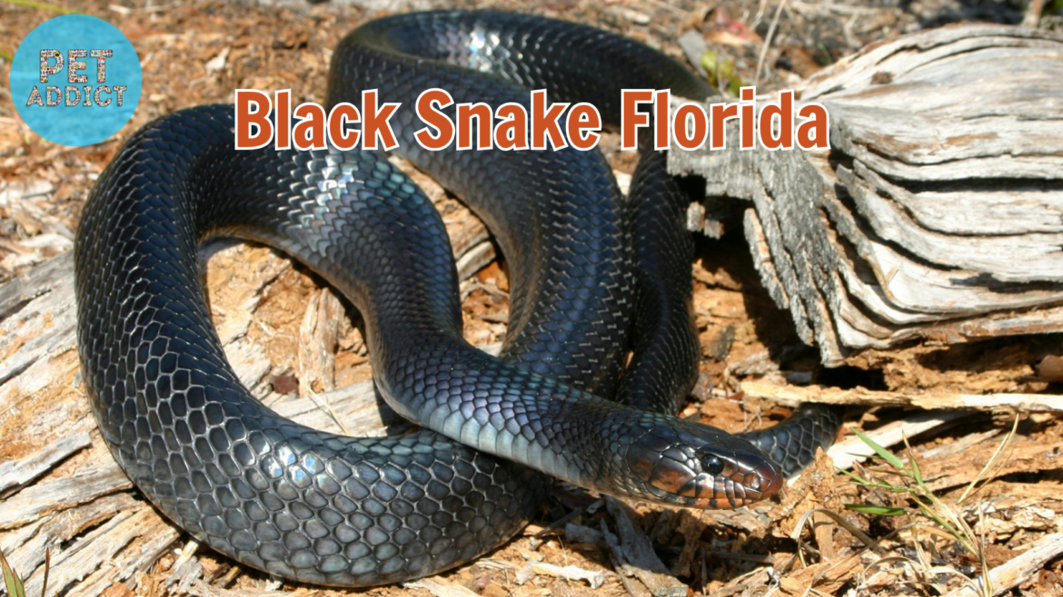 Black Snake of Florida: A Closer Look at a Mysterious Reptile