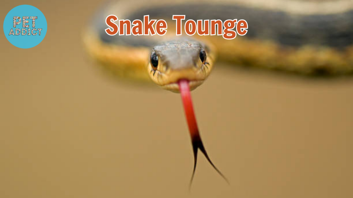 The Intriguing World of Snake Tongue: A Closer Look