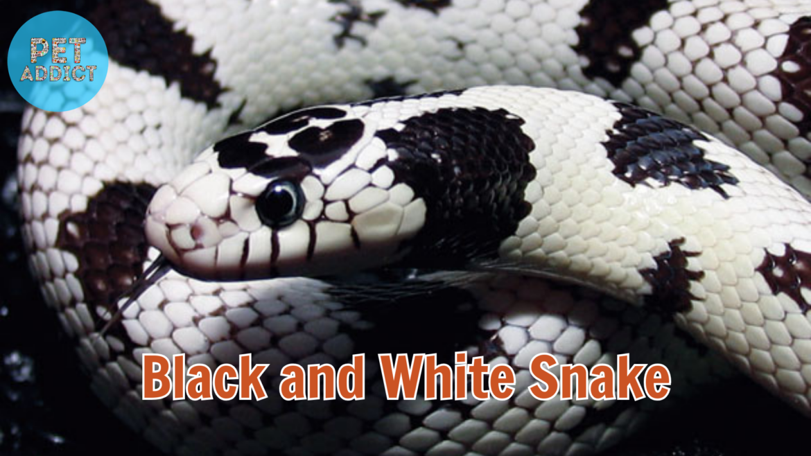 The Striking Elegance of Black and White Snake Breeds